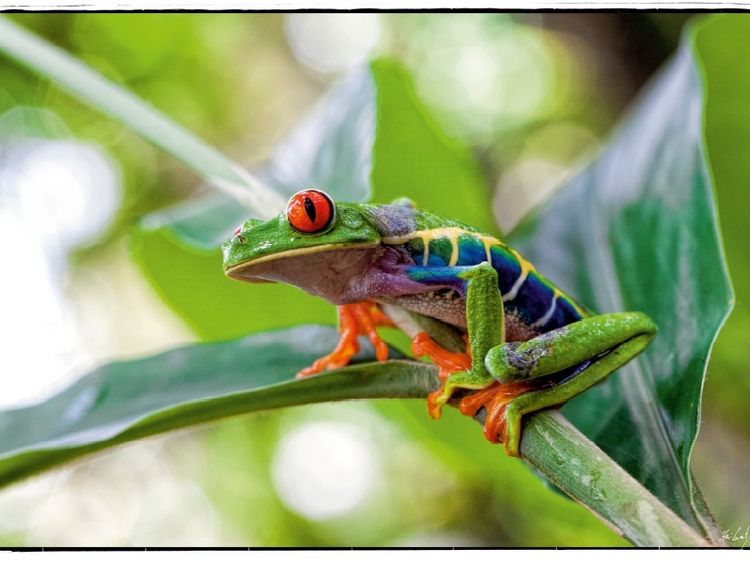 Produktbild: Rotaugenlaubfrosch (Puzzle)