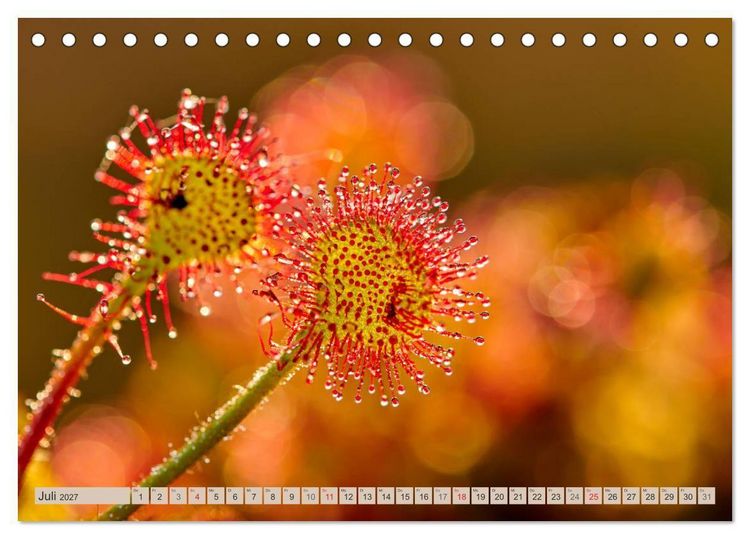 Produktbild: Deutschlands Moore (Tischkalender 2027 DIN A5 quer), CALVENDO Monatskalender