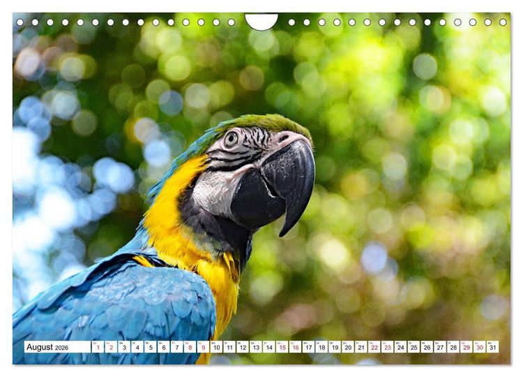 Produktbild: Traumziele Mittelamerikas - Costa Rica, Panama und Kolumbien (Wandkalender 2026 DIN A4 quer), CALVENDO Monatskalender