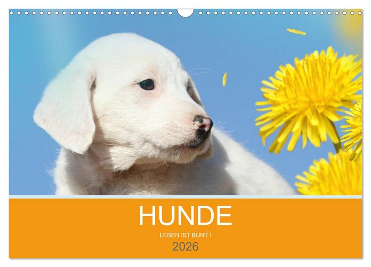Produktbild: HUNDE LEBEN IST BUNT (Wandkalender 2026 DIN A3 quer), CALVENDO Monatskalender