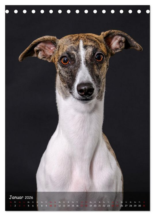 Produktbild: Whippets im Portrait (Tischkalender 2026 DIN A5 hoch), CALVENDO Monatskalender