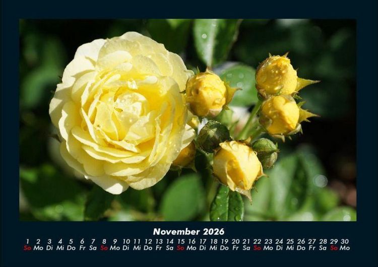 Produktbild: Blumenzauber 2026 Fotokalender DIN A4
