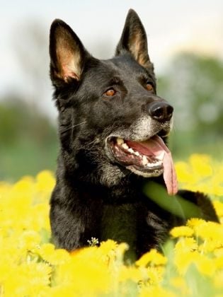 Produktbild: CALVENDO Puzzle Deutscher Sch&auml;ferhund | 1000 Teile Lege-Gr&ouml;&szlig;e 64x48cm Foto-Puzzle f&uuml;r gl&uuml;ckliche Stunden