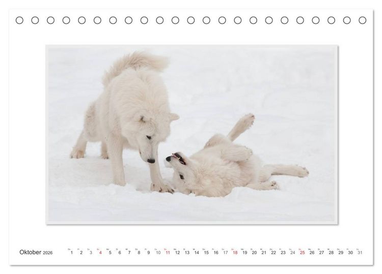 Produktbild: Emotionale Momente: Polarw&ouml;lfe. / CH-Version (Tischkalender 2026 DIN A5 quer), CALVENDO Monatskalender