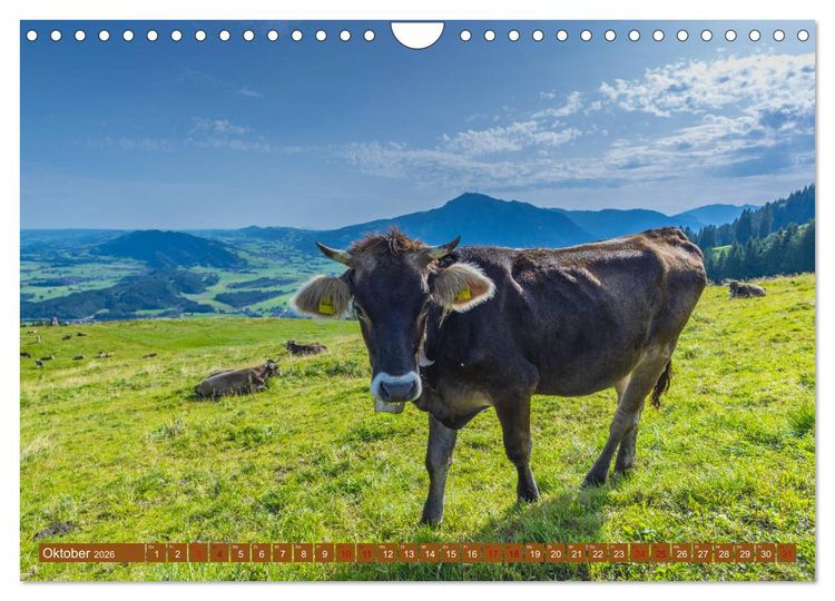 Produktbild: Allg&auml;uer Sch&ouml;nheiten Allg&auml;u - Land der K&uuml;he (Wandkalender 2026 DIN A4 quer), CALVENDO Monatskalender