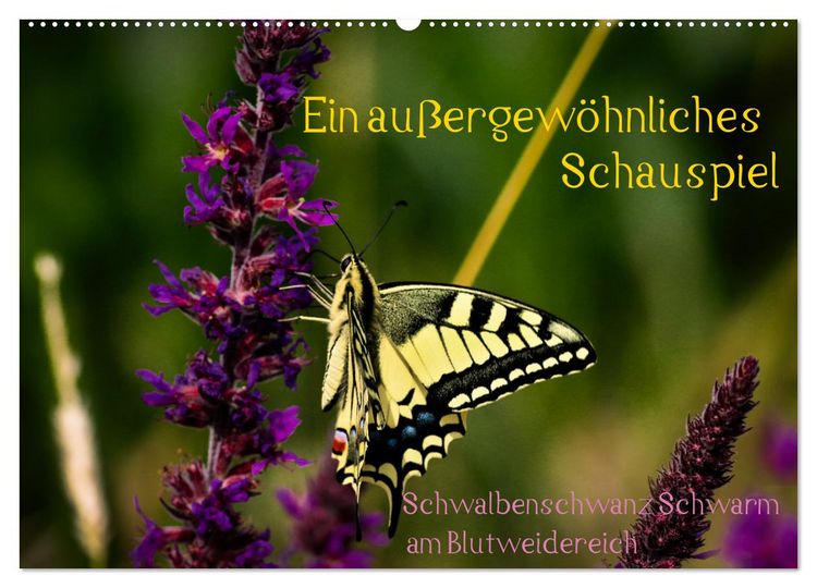 Produktbild: Ein au&szlig;ergew&ouml;hnliches Schauspiel (Wandkalender 2026 DIN A2 quer), CALVENDO Monatskalender