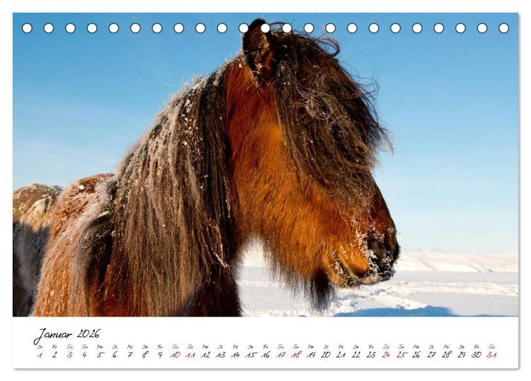 Produktbild: Islandpferde take it Isi (Tischkalender 2026 DIN A5 quer), CALVENDO Monatskalender