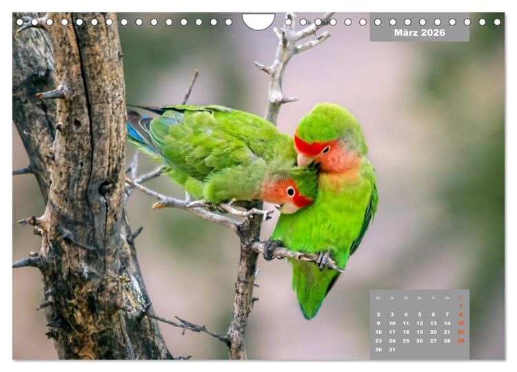 Produktbild: Papageien - Frech, sch&ouml;n und schlau (Wandkalender 2026 DIN A4 quer), CALVENDO Monatskalender