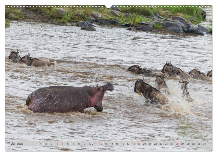 Produktbild: Emotionale Momente: Nilpferde hautnah (Wandkalender 2026 DIN A2 quer), CALVENDO Monatskalender