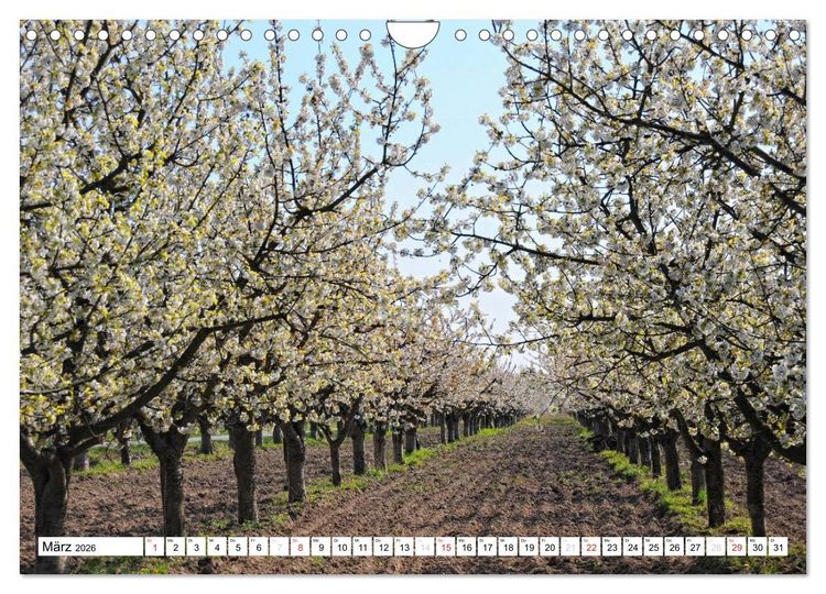 Produktbild: Vier Jahreszeiten im Land Brandenburg (Wandkalender 2026 DIN A4 quer), CALVENDO Monatskalender
