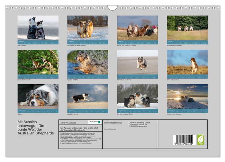 Produktbild: Mit Aussies unterwegs - Die bunte Welt der Australian Shepherds (Wandkalender 2026 DIN A3 quer), CALVENDO Monatskalender
