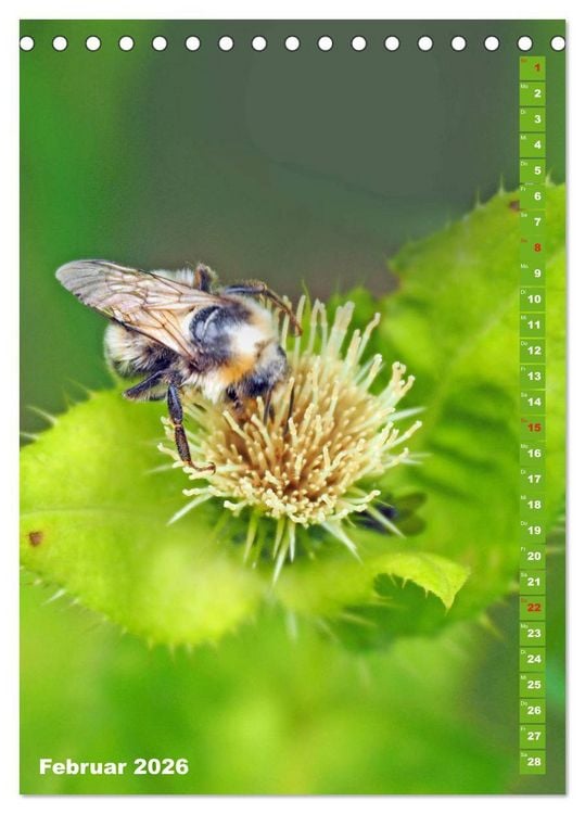 Produktbild: Blossom Love, von Bienen und Hummeln (Tischkalender 2026 DIN A5 hoch), CALVENDO Monatskalender