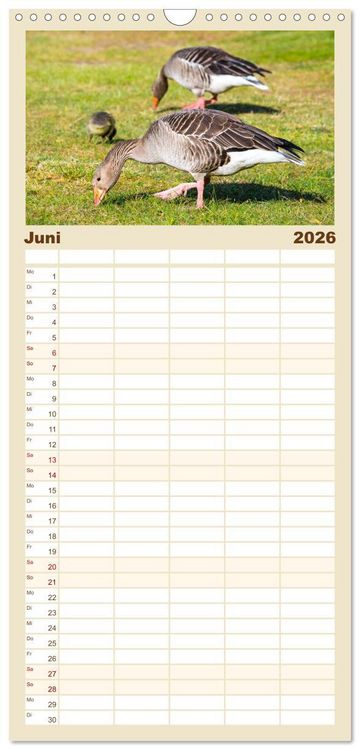 Produktbild: Familienplaner 2026 - Geliebte Tiere auf dem Bauernhof mit 5 Spalten (Wandkalender, 21 x 45 cm) CALVENDO