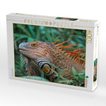 Produktbild: CALVENDO Puzzle Wundersch&ouml;ner Leguan | 1000 Teile Lege-Gr&ouml;&szlig;e 64x48cm Foto-Puzzle f&uuml;r gl&uuml;ckliche Stunden