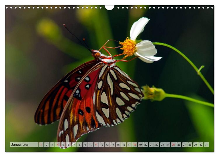 Produktbild: Schmetterlinge - zarte Gesch&ouml;pfe der Natur (Wandkalender 2026 DIN A3 quer), CALVENDO Monatskalender
