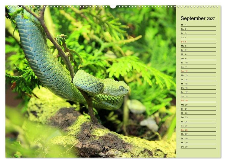 Produktbild: Gef&auml;hrliche Schlangen (hochwertiger Premium Wandkalender 2027 DIN A2 quer), Kunstdruck in Hochglanz