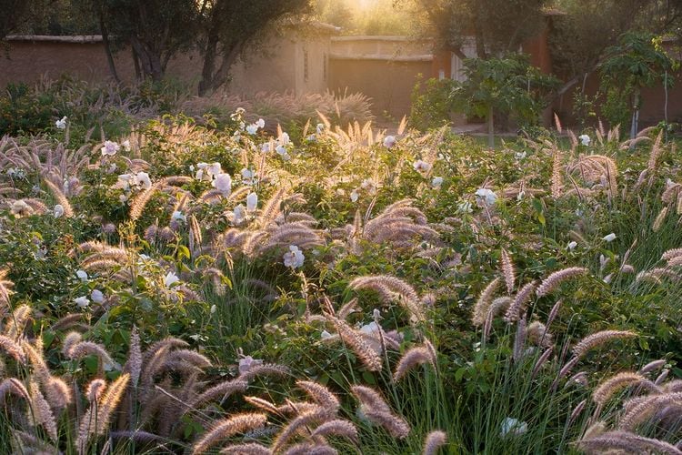 Produktbild: Mediterranes Gartendesign