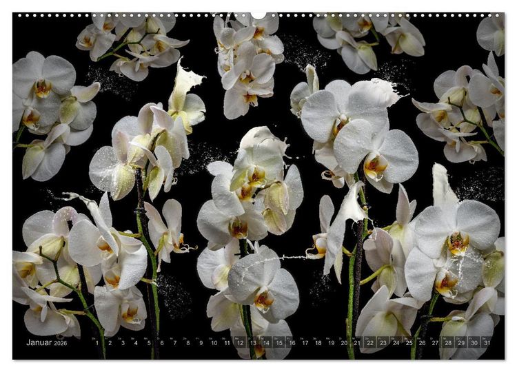 Produktbild: Orchidea (Wandkalender 2026 DIN A2 quer), CALVENDO Monatskalender