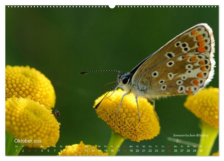 Produktbild: Gro&szlig;e und kleine Schmetterlinge (Wandkalender 2026 DIN A2 quer), CALVENDO Monatskalender