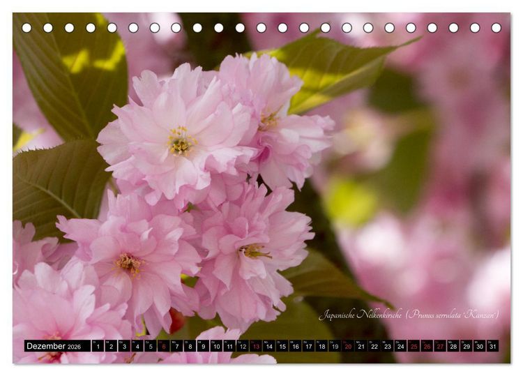 Produktbild: Zierbilder der Natur BLUMEN (Tischkalender 2026 DIN A5 quer), CALVENDO Monatskalender