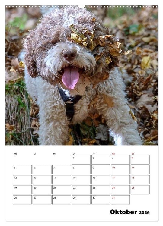 Produktbild: Lagotto Romagnolo - Lustige Zwerge (Wandkalender 2026 DIN A2 hoch), CALVENDO Monatskalender