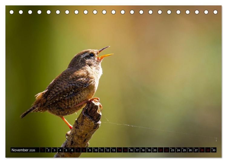 Produktbild: Wildtiere des Paderborner Landes (Tischkalender 2026 DIN A5 quer), CALVENDO Monatskalender