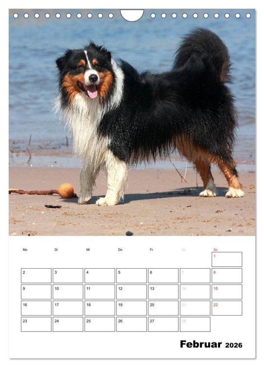 Produktbild: Australian Shepherd (Wandkalender 2026 DIN A4 hoch), CALVENDO Monatskalender