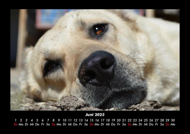Produktbild: Welt der Tiere 2025 Fotokalender DIN A3