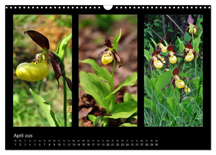 Produktbild: Heimische Orchideen im Dreierpack (Wandkalender 2026 DIN A3 quer), CALVENDO Monatskalender