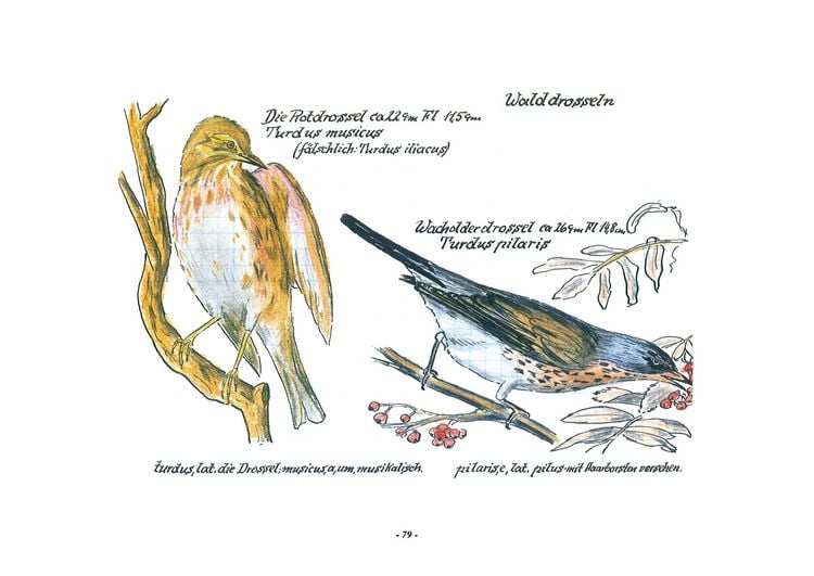 Produktbild: Das Vogel-Album. 1950