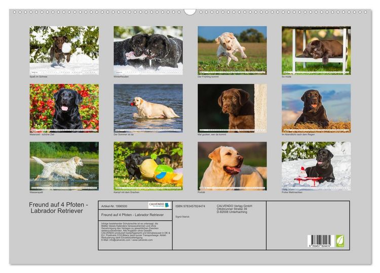 Produktbild: Freund auf 4 Pfoten - Labrador Retriever (Wandkalender 2026 DIN A2 quer), CALVENDO Monatskalender