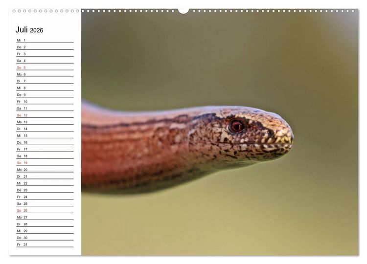 Produktbild: Amphibien und Reptilien (hochwertiger Premium Wandkalender 2026 DIN A2 quer), Kunstdruck in Hochglanz