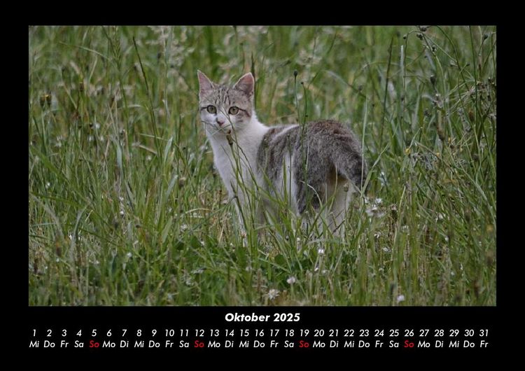 Produktbild: F&uuml;r Katzenfreunde 2025 Fotokalender DIN A3