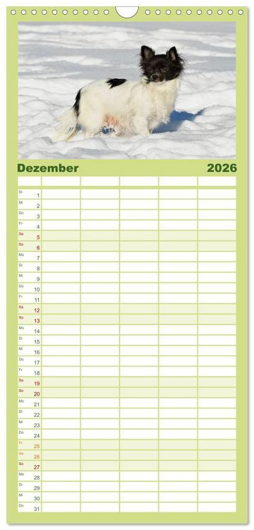 Produktbild: Familienplaner 2026 - Chihuahua - Kleine Hunde ganz gro&szlig; mit 5 Spalten (Wandkalender, 21 x 45 cm) CALVENDO