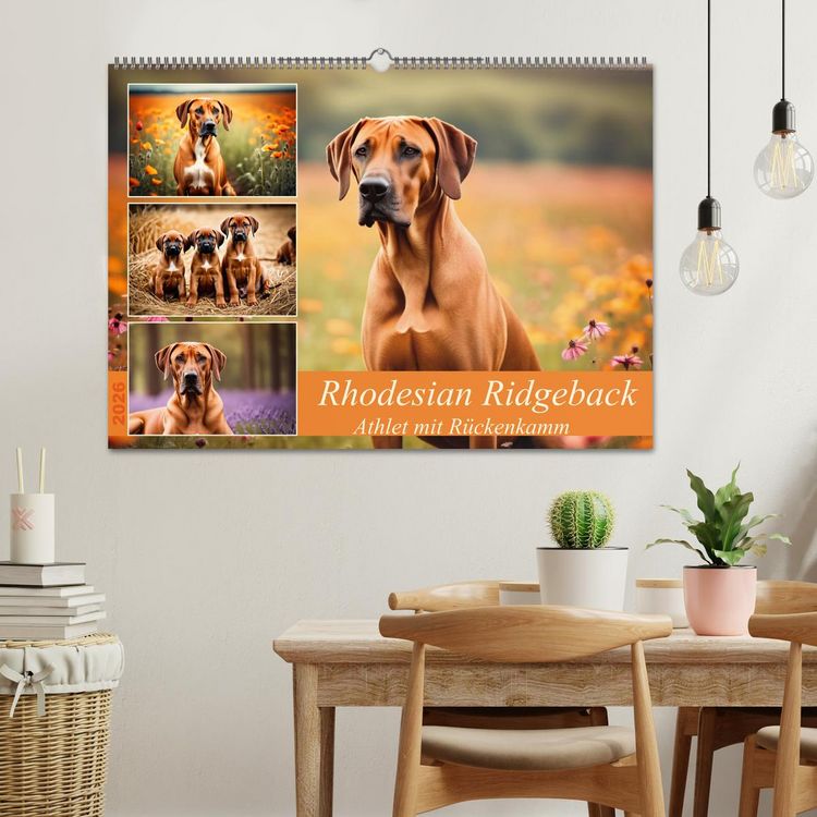 Produktbild: Rhodesian Ridgeback - Athlet mit R&uuml;ckenkamm (Wandkalender 2026 DIN A2 quer), CALVENDO Monatskalender