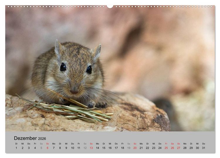 Produktbild: Mausebande (Wandkalender 2026 DIN A2 quer), CALVENDO Monatskalender