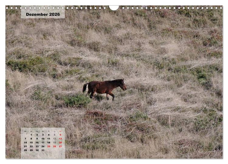 Produktbild: Nordportugal - Heimat der letzten wilden Pferde (Wandkalender 2026 DIN A3 quer), CALVENDO Monatskalender