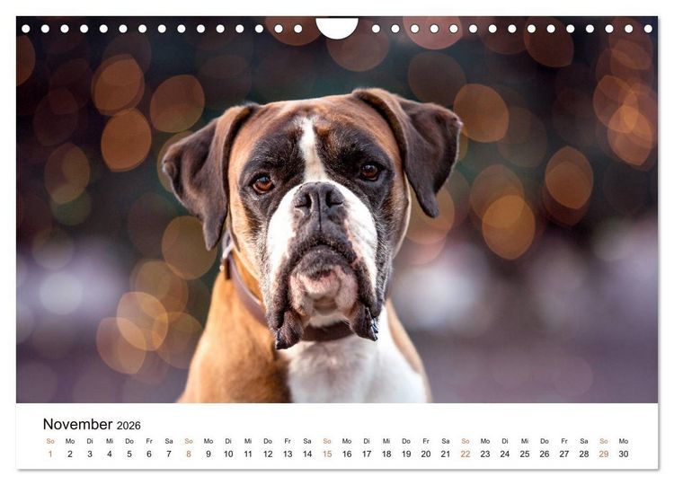 Produktbild: Deutscher Boxer (Wandkalender 2026 DIN A4 quer), CALVENDO Monatskalender