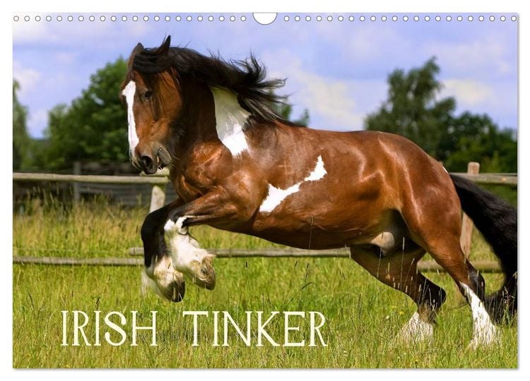 Produktbild: Irish Tinker (Wandkalender 2026 DIN A3 quer), CALVENDO Monatskalender