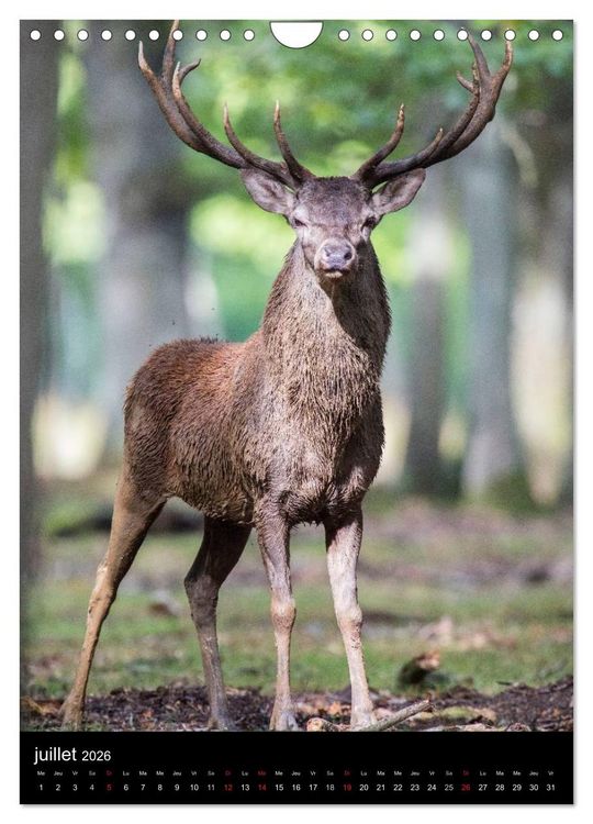 Produktbild: LE CERF EN FRANCE (Calendrier mural 2026 DIN A4 horizontal), CALVENDO calendrier mensuel