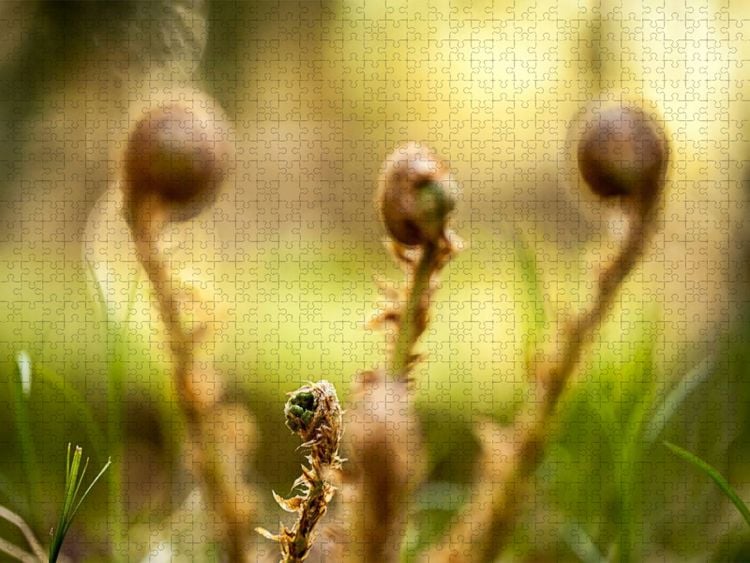 Produktbild: CALVENDO Puzzle Wurmfarn (Dryopteris filix-mas) | 1000 Teile Lege-Gr&ouml;&szlig;e 64x48cm Foto-Puzzle f&uuml;r gl&uuml;ckliche Stunden