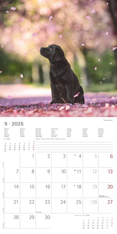 Produktbild: Labrador Retriever 2026 - Broschürenkalender 30x30 cm (30x60 geöffnet) - Kalende