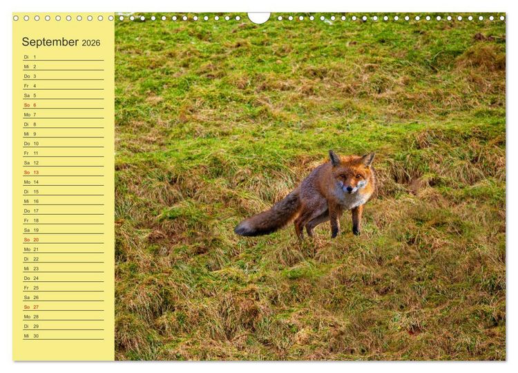 Produktbild: Wir sind die Stars im Wald (Wandkalender 2026 DIN A3 quer), CALVENDO Monatskalender