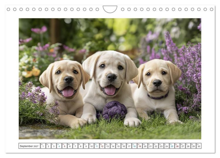 Produktbild: Labrador Liebe (Wandkalender 2027 DIN A4 quer), CALVENDO Monatskalender