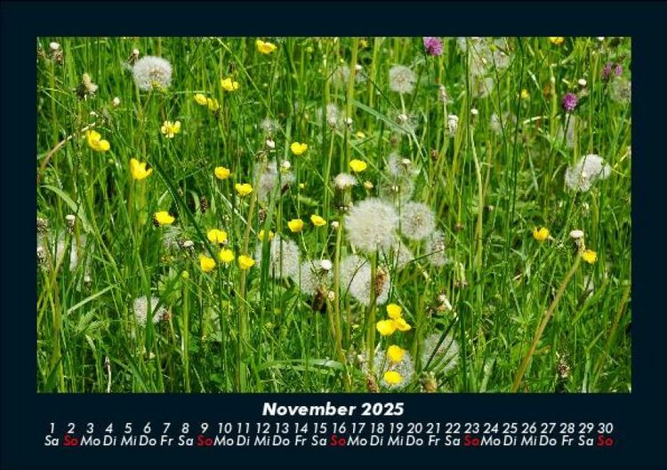 Produktbild: Blumenkalender 2025 Fotokalender DIN A5