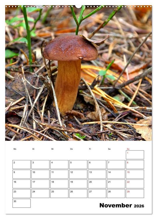 Produktbild: Heimische Waldpilze (Wandkalender 2026 DIN A2 hoch), CALVENDO Monatskalender