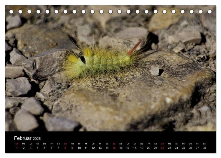 Produktbild: Faszination Schmetterlingsraupen (Tischkalender 2026 DIN A5 quer), CALVENDO Monatskalender