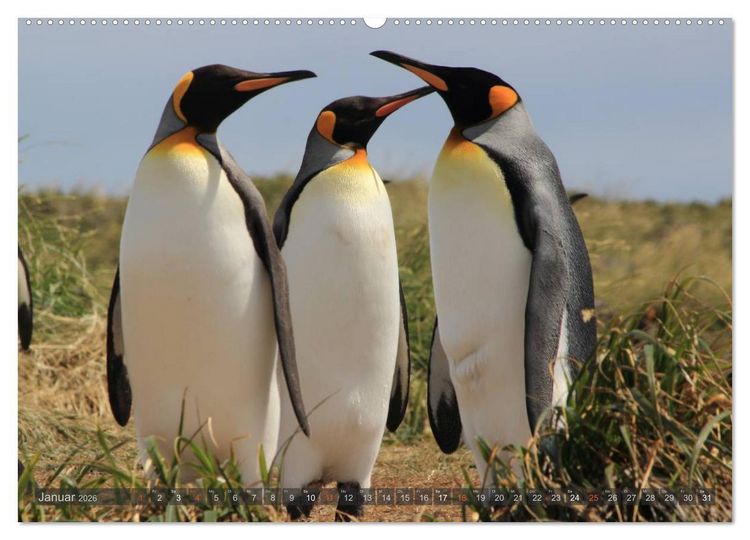 Produktbild: Pinguine in Patagonien (hochwertiger Premium Wandkalender 2026 DIN A2 quer), Kunstdruck in Hochglanz