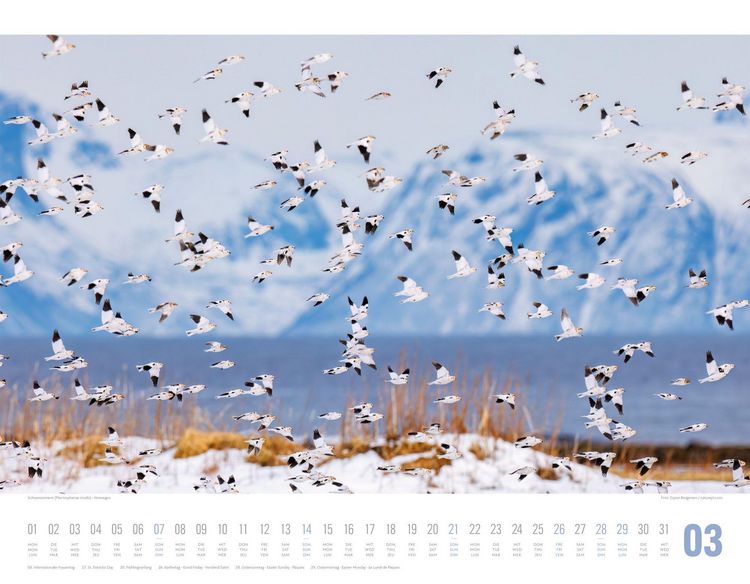 Produktbild: Tierwelt Skandinavien Kalender 2027