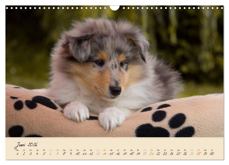 Produktbild: Collie Welpen zum Verlieben (Wandkalender 2026 DIN A3 quer), CALVENDO Monatskalender